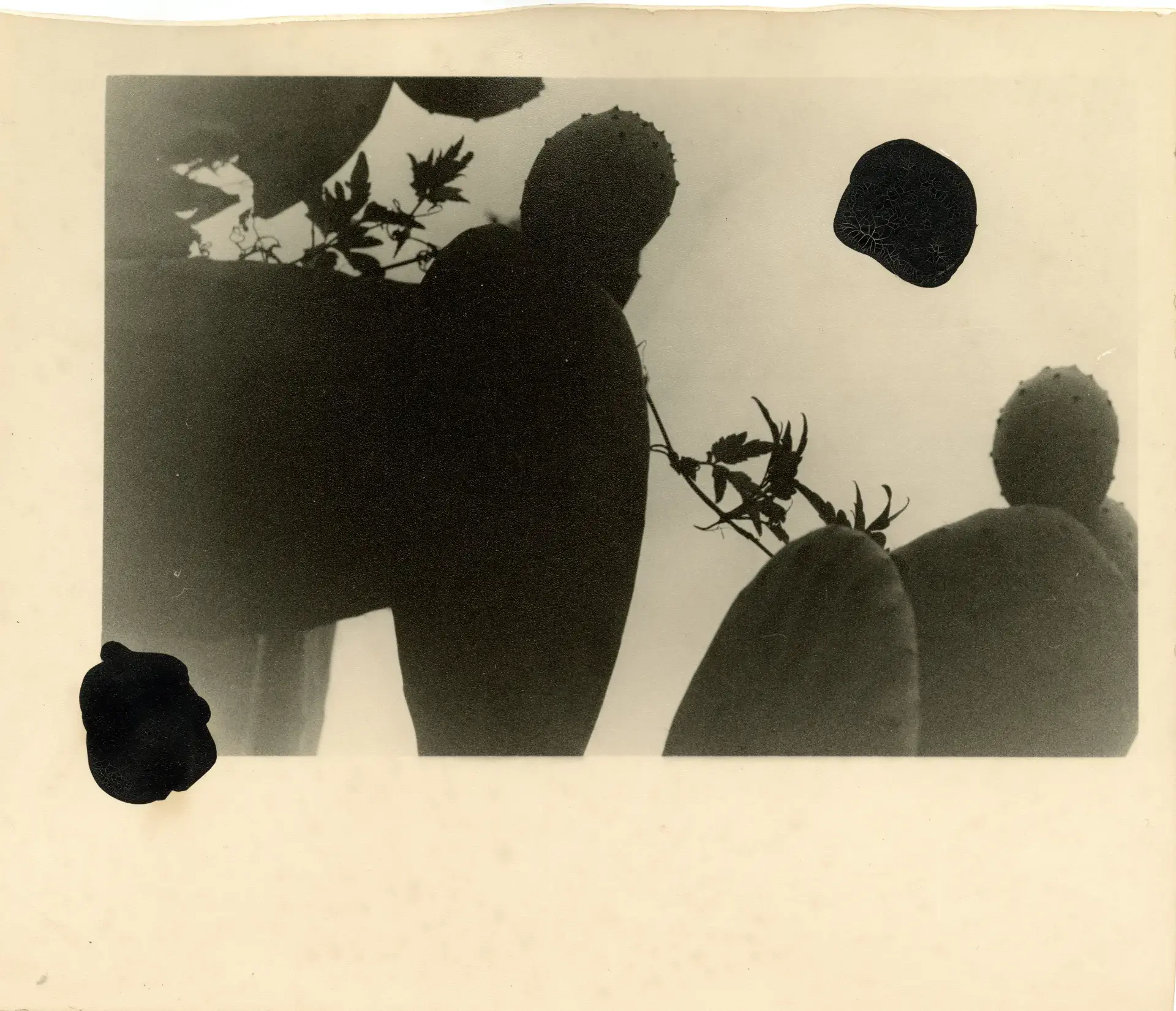 Revered As Sacred Entities #5 by Bruno V. Roels