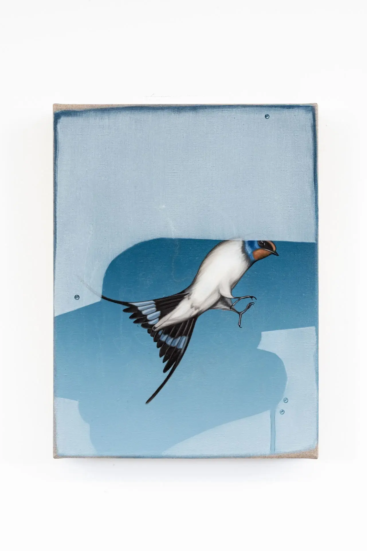 Swallow by Nelleke Cloosterman