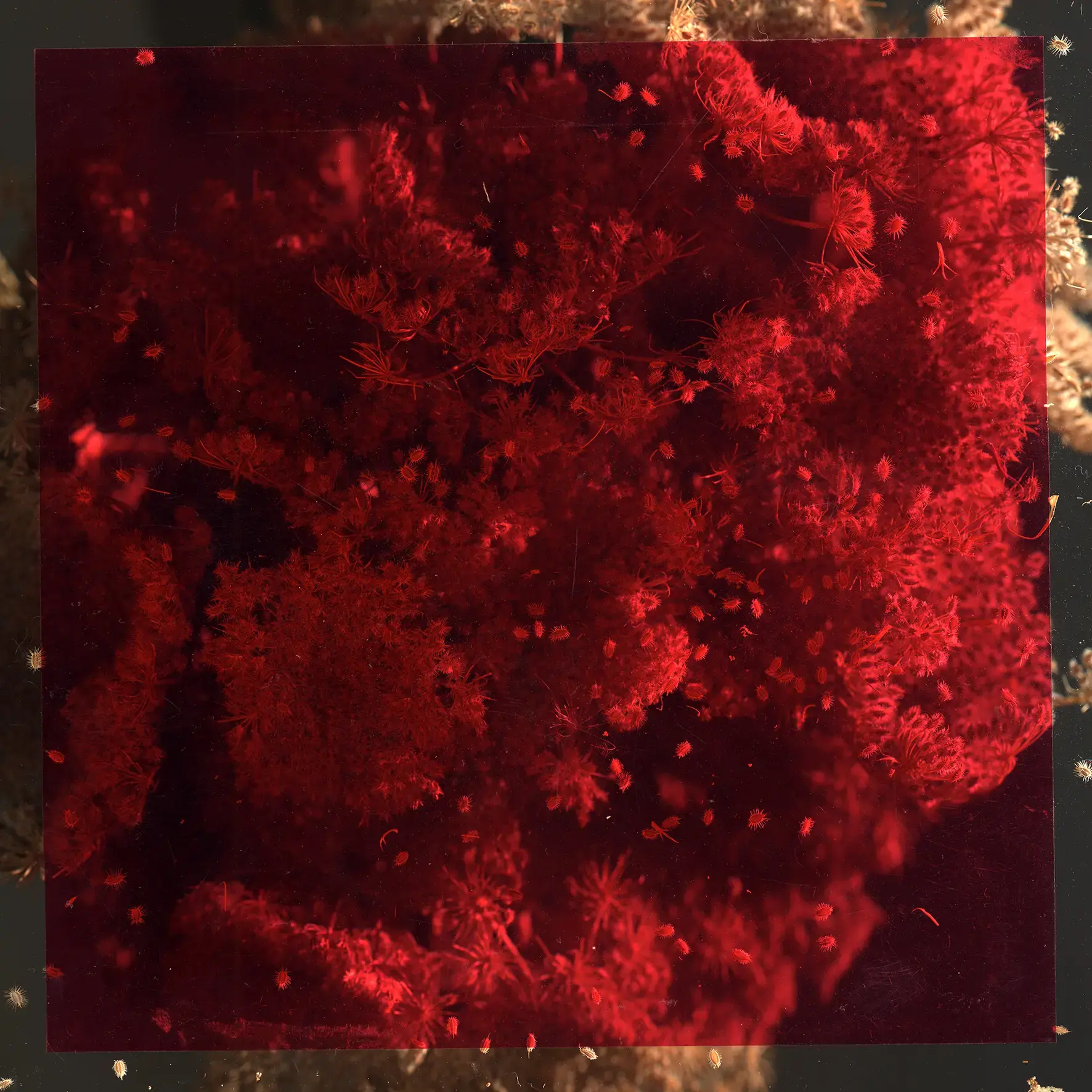 Cristallisation 2 by Mathilde Nardone